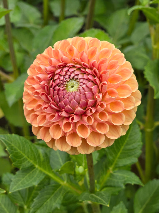 Valley Tawny