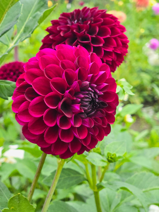 Ferncliff Black Cherry