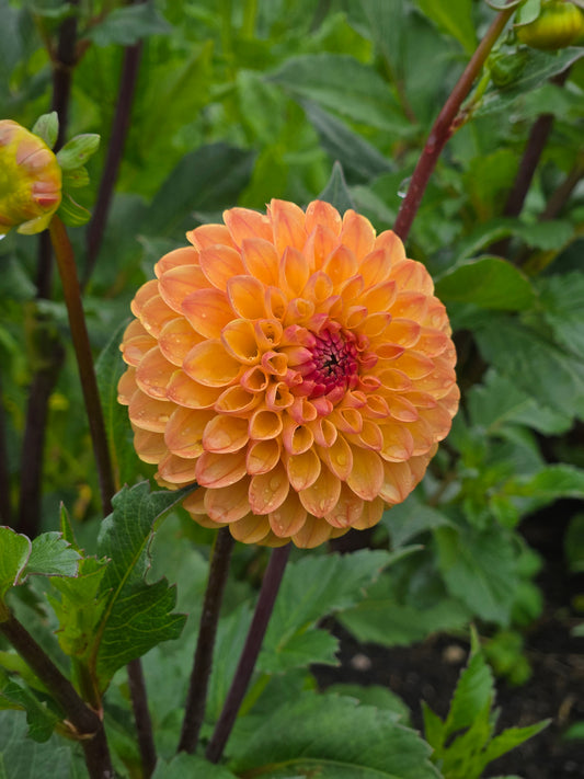 Clearview Butterscotch