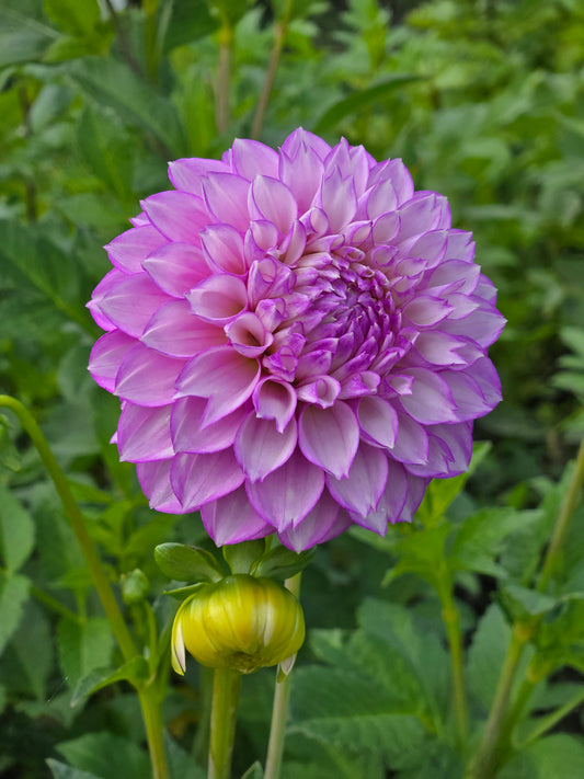 WB's Lavender Ice