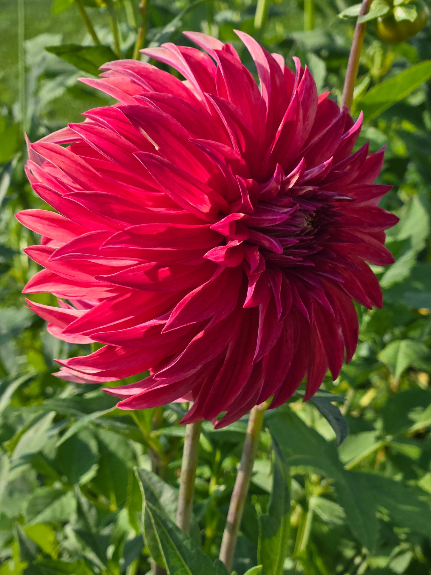 River's Lorax