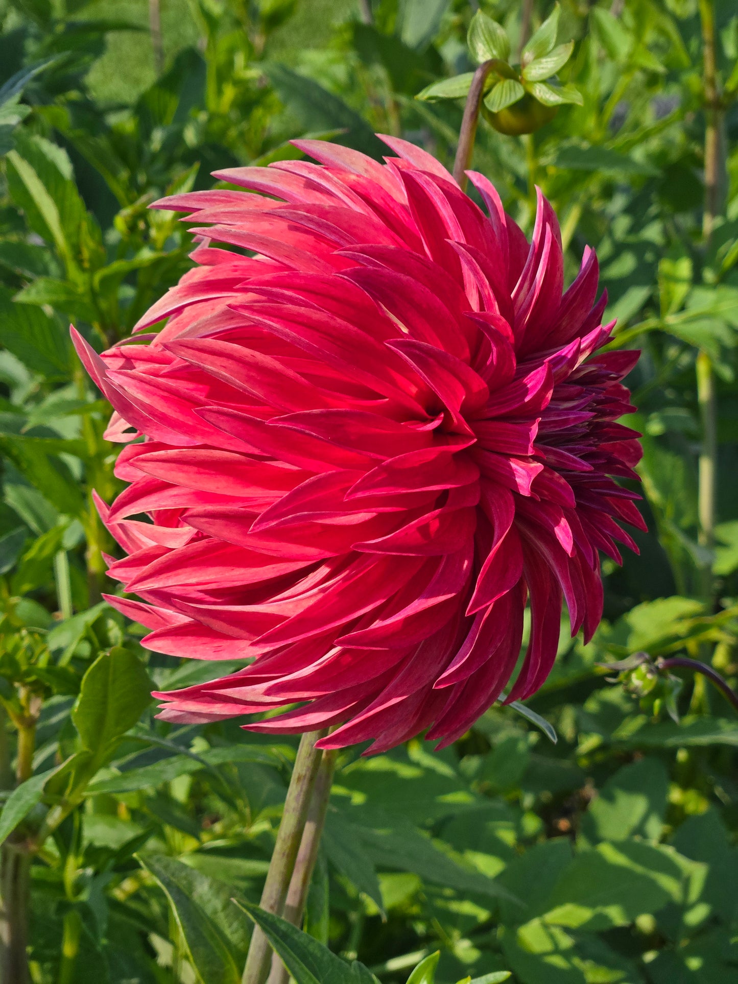 River's Lorax