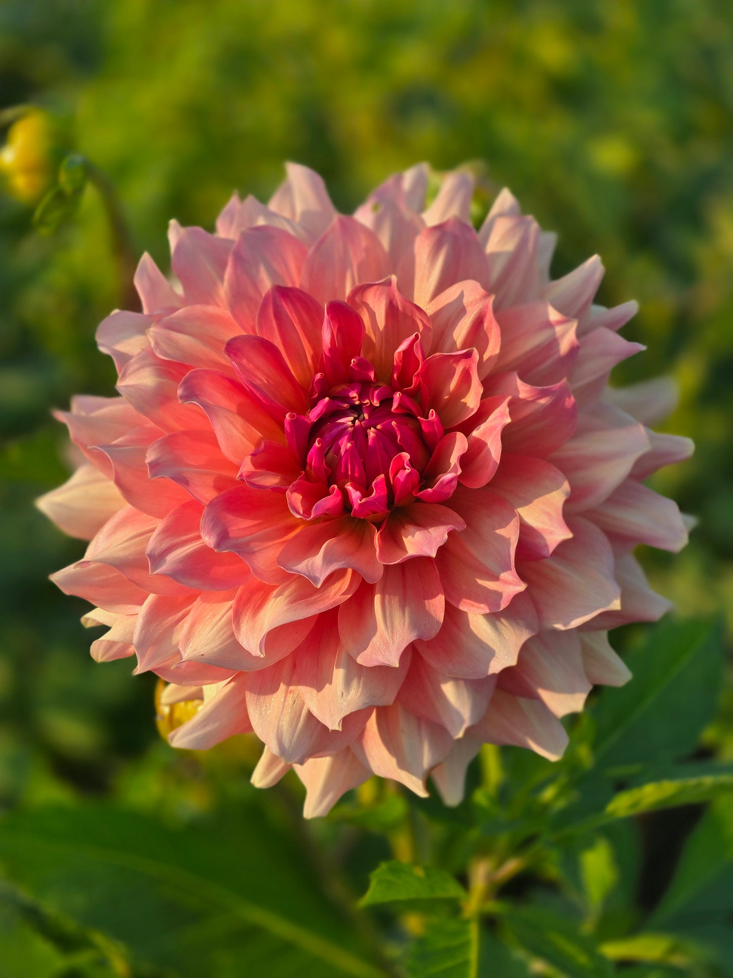 Peach Bud