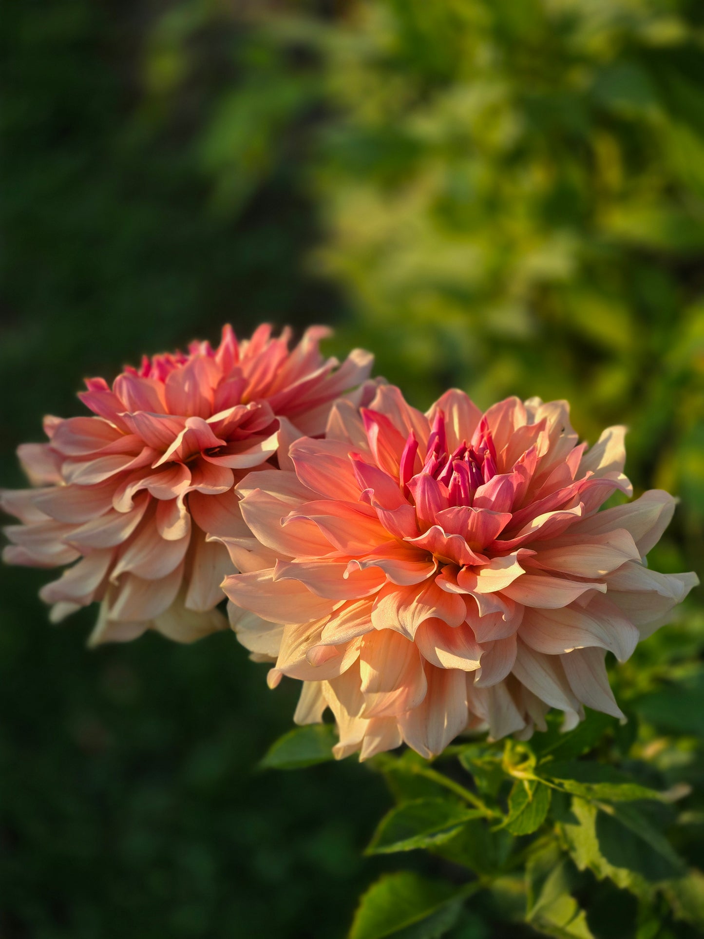 Peach Bud