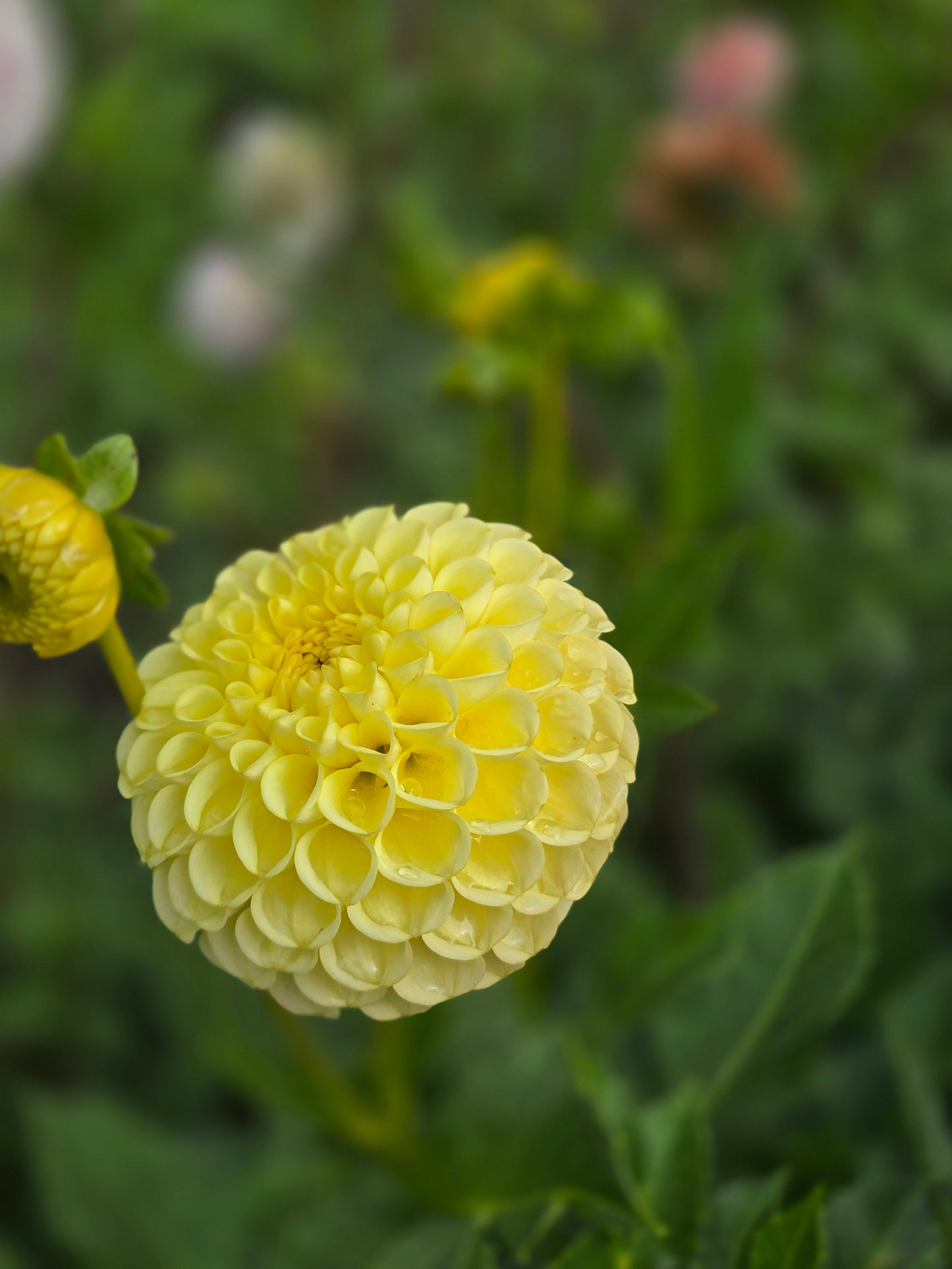 Ferncliff Gumdrops