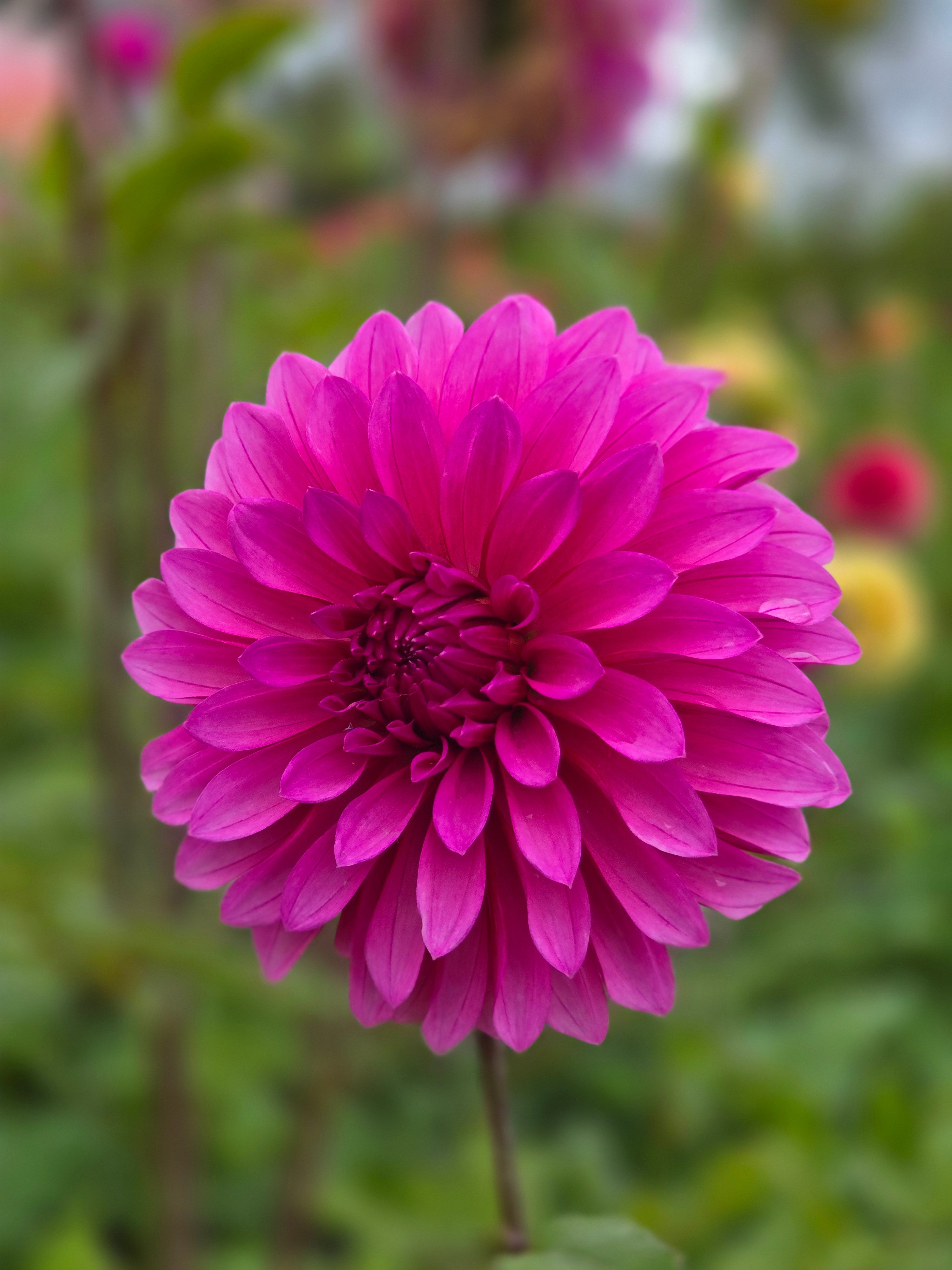 Bloomquist Pinwheel – Ruach Acres
