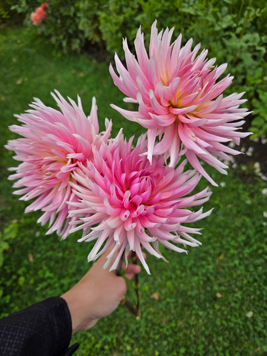 Hollyhill Cotton Candy