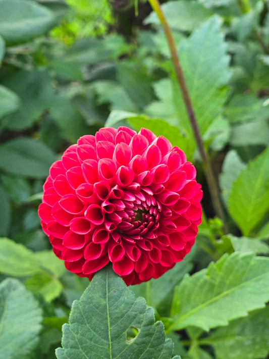 CHi Nese Red