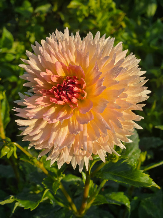 Lakeview Peach Fuzz