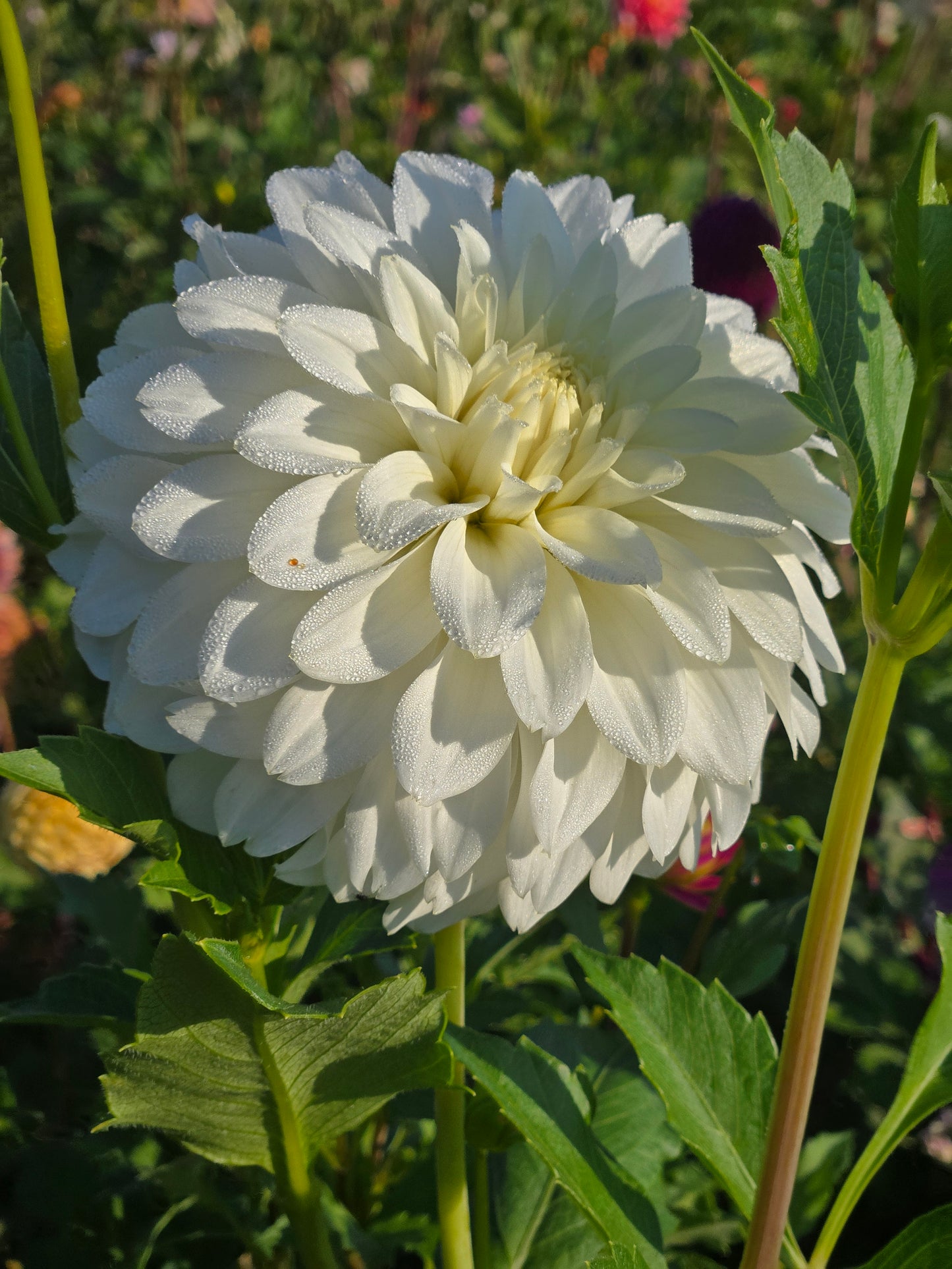 Skipley Frost