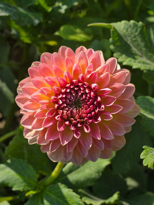 Pink Suffusion
