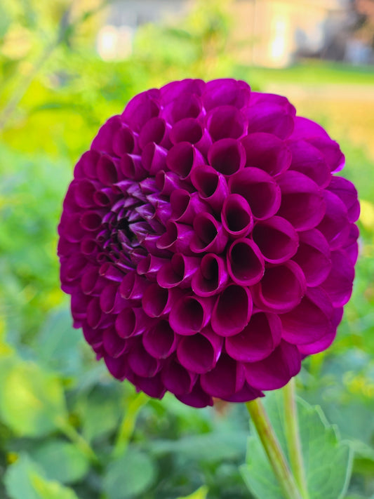 Irish Blackberry