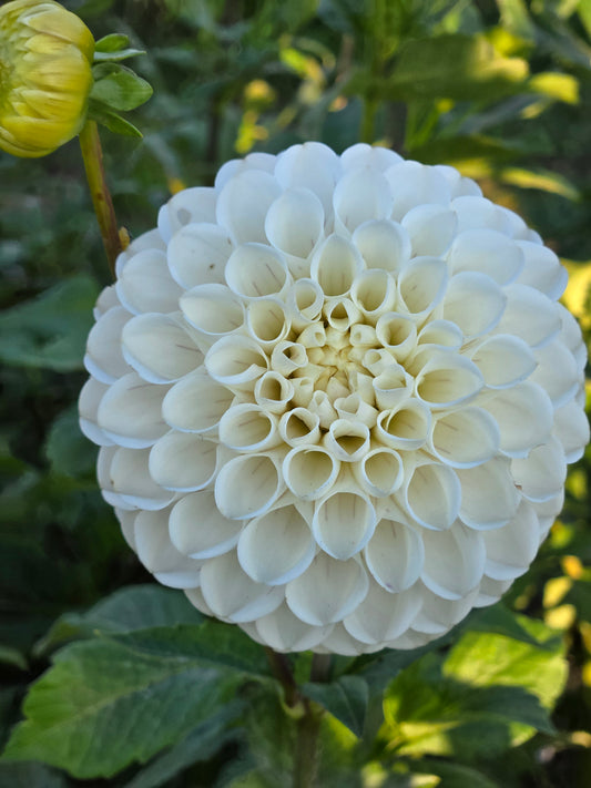 Ferncliff Bride