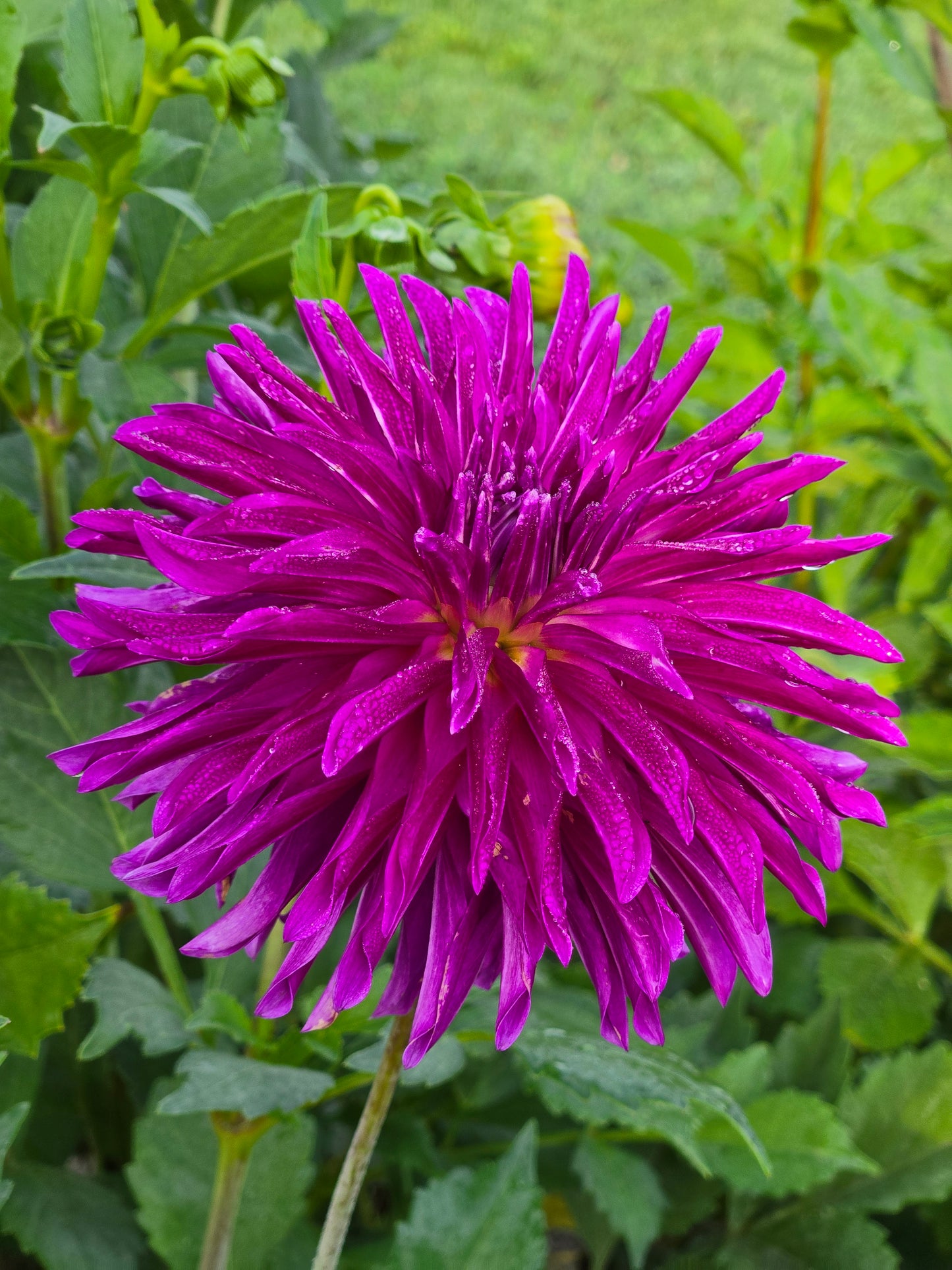 River's Pr Pinwheel