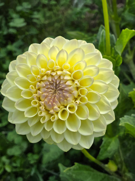 Primrose Diane
