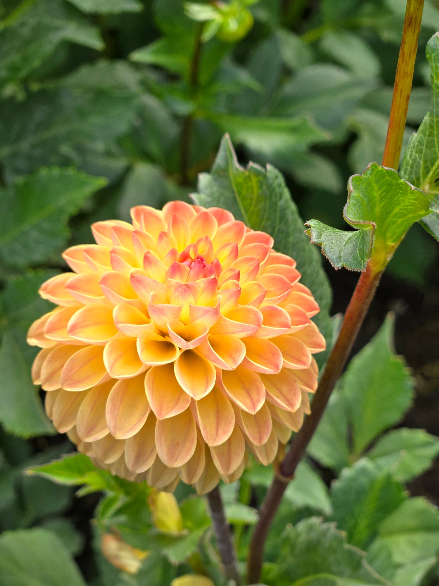 Clearview Butterscotch