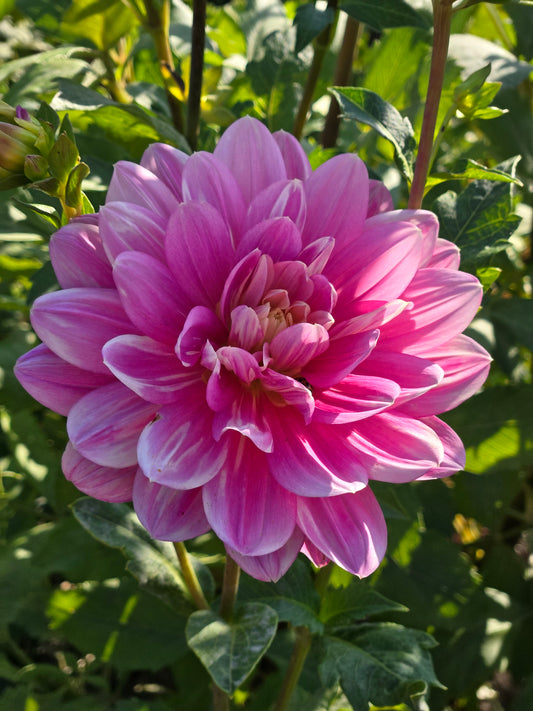 Hollyhill Pink Martini