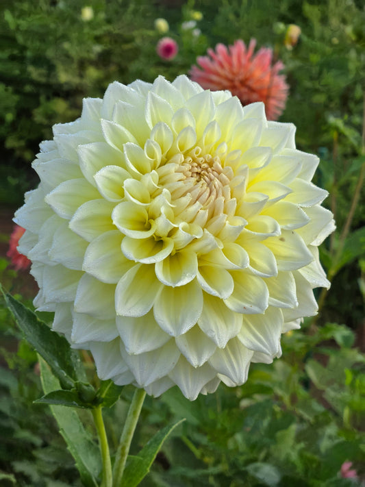 Westerton Lillian