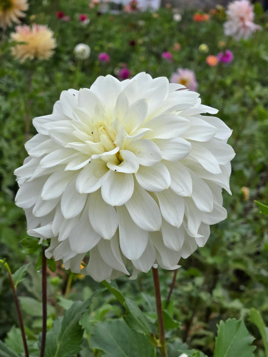 Skipley Frost