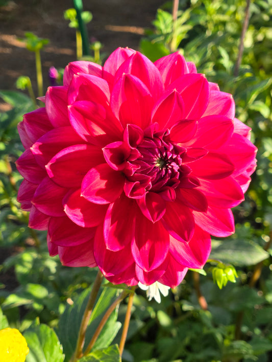 Skeena Rosie - small (discounted)