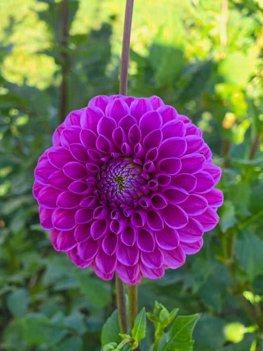 Mary's Jomanda