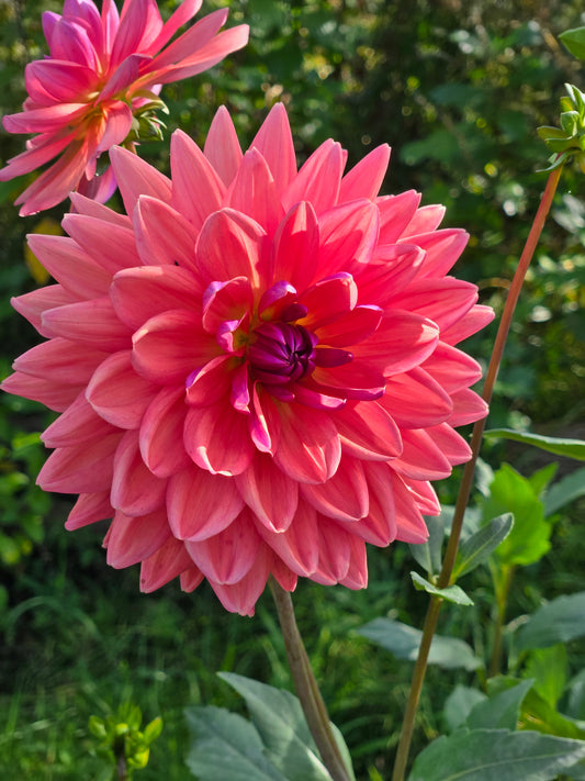Dutch Pearl