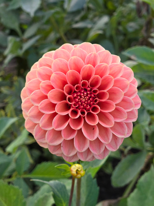 Rose Toscano