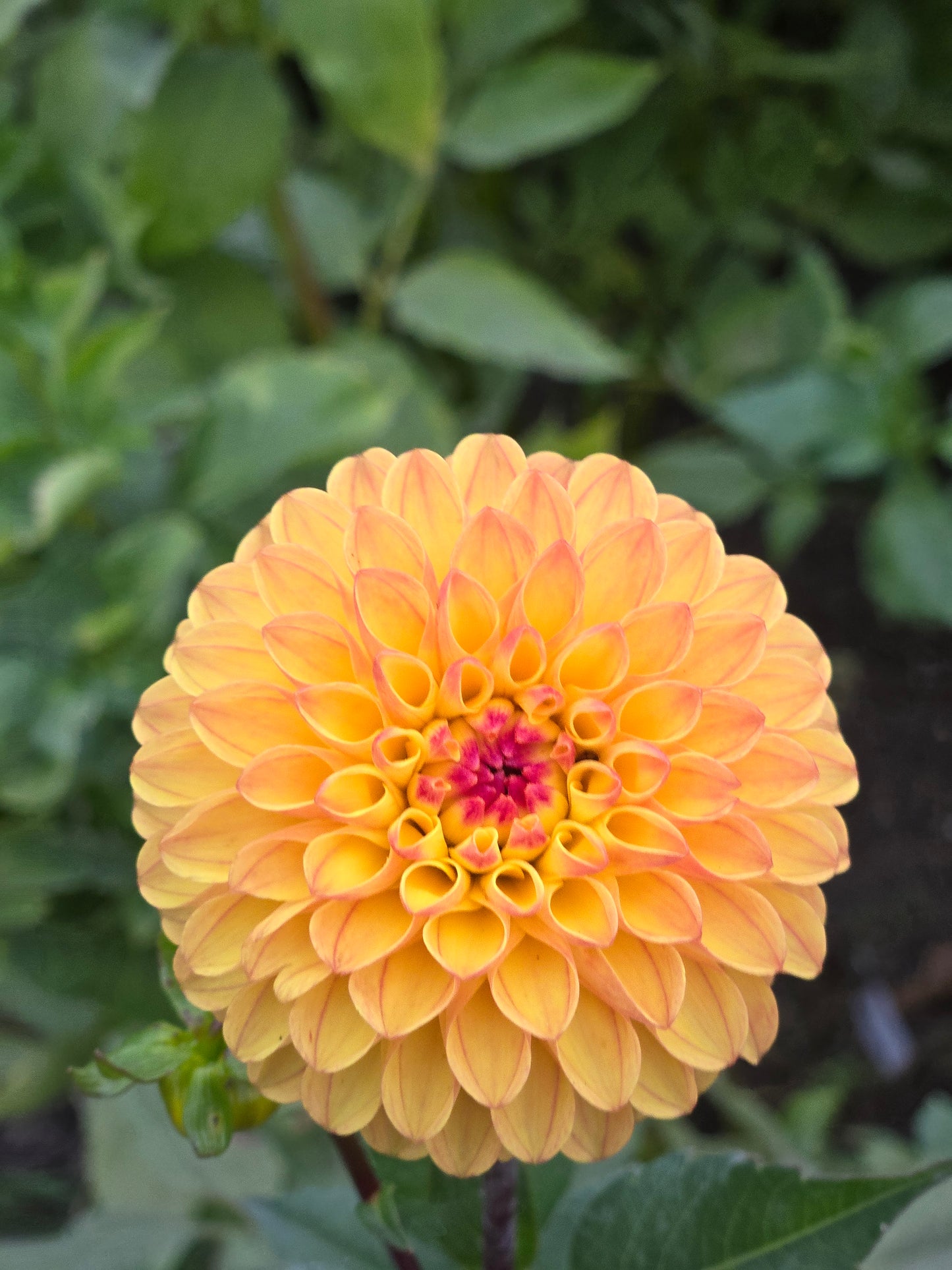 Clearview Butterscotch