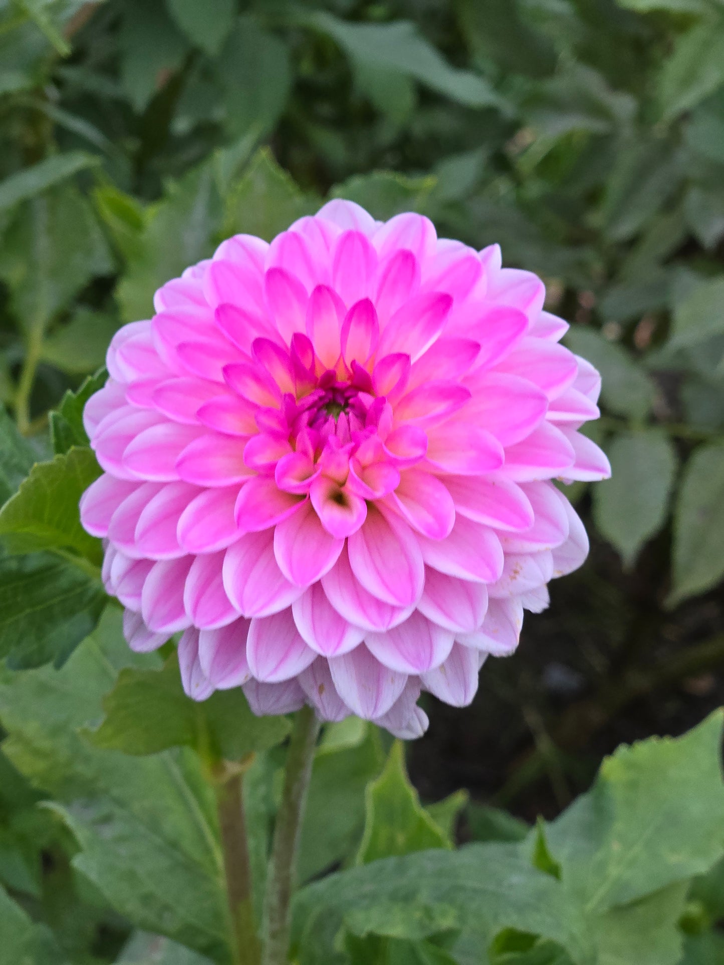 Ferncliff Purity