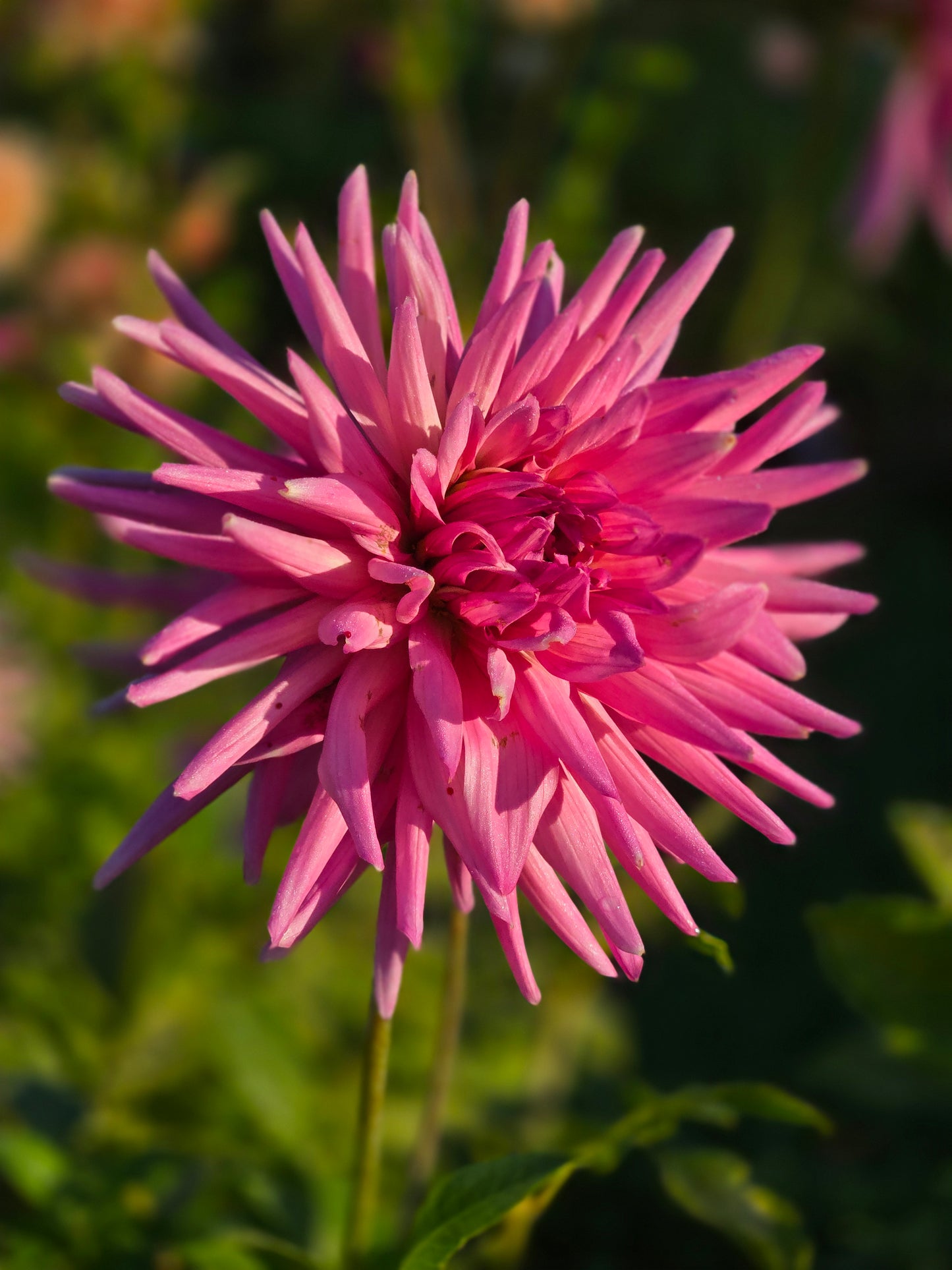 Sandia Barbie