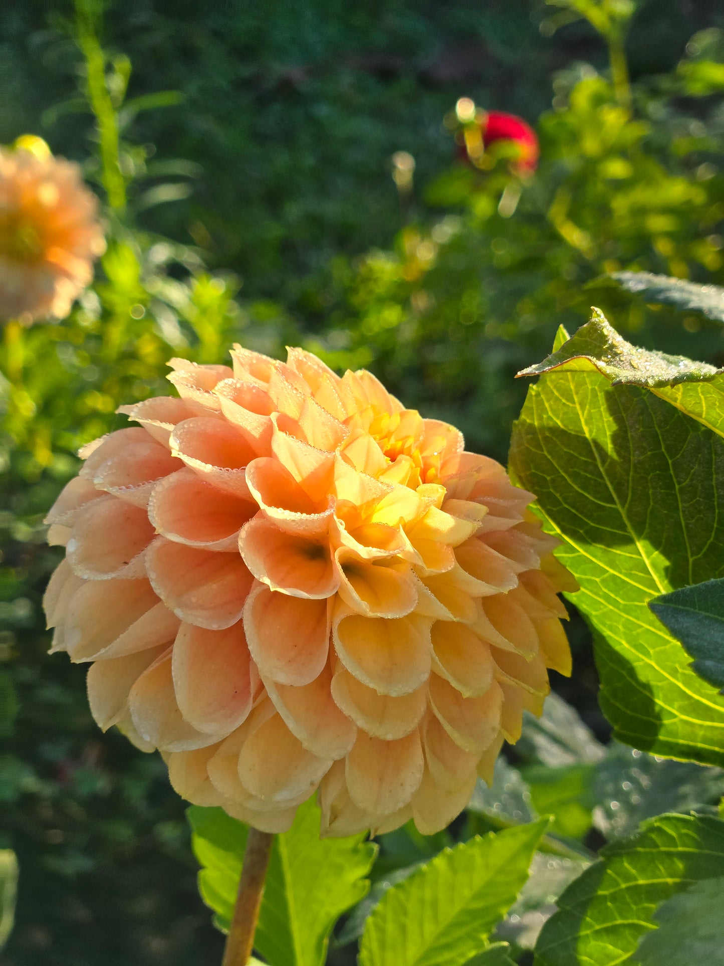 Ferncliff Honeycomb