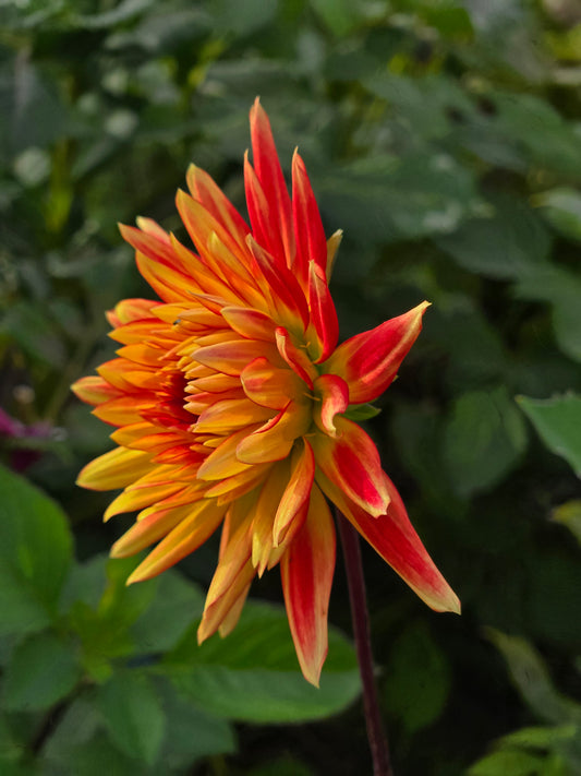 Tahoma Orange Slice