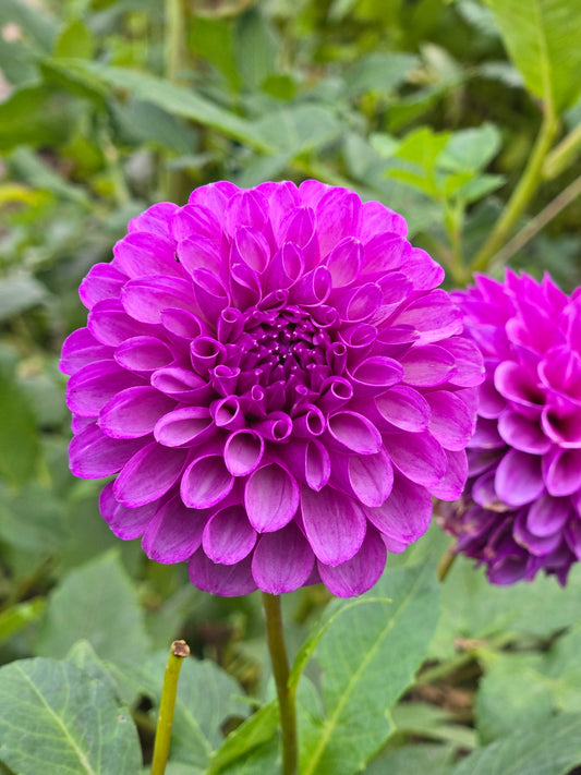 Robann Royal