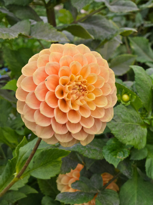 Ferncliff Honeycomb