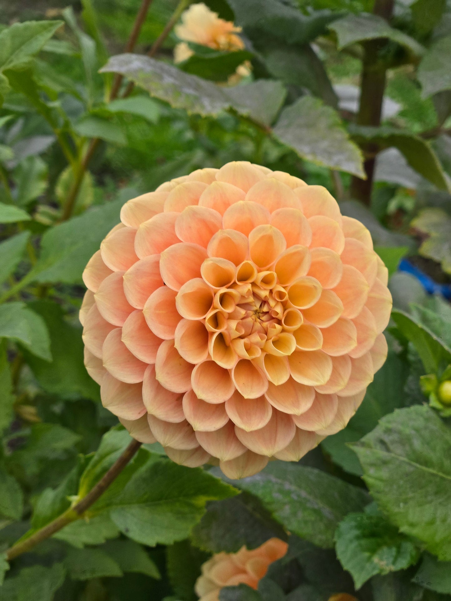 Ferncliff Honeycomb