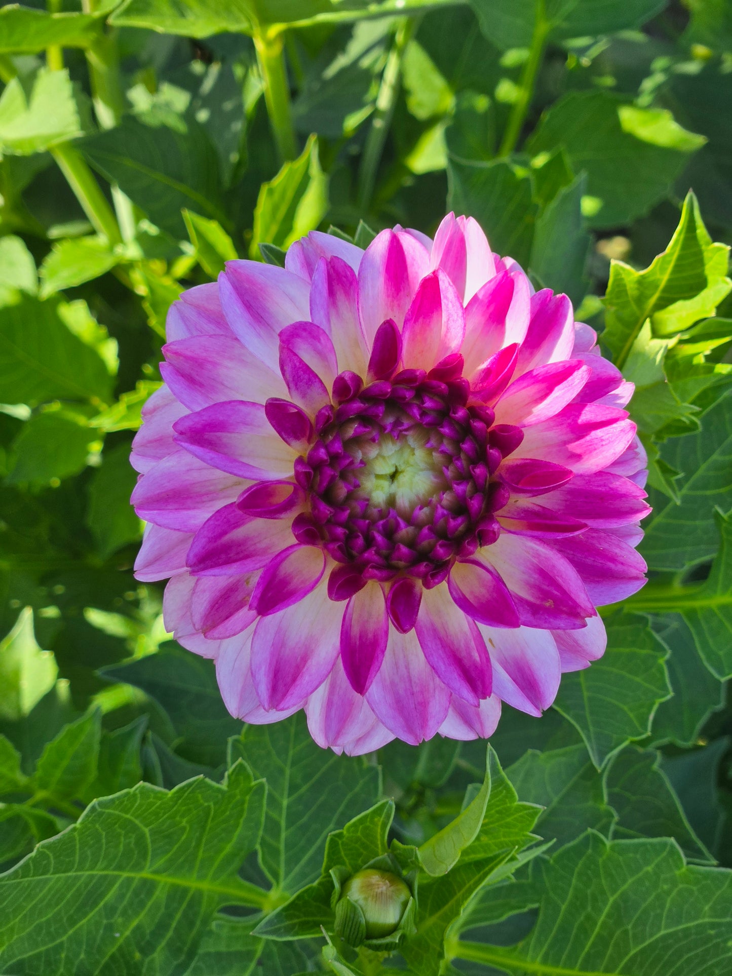 Bowser Pink Point