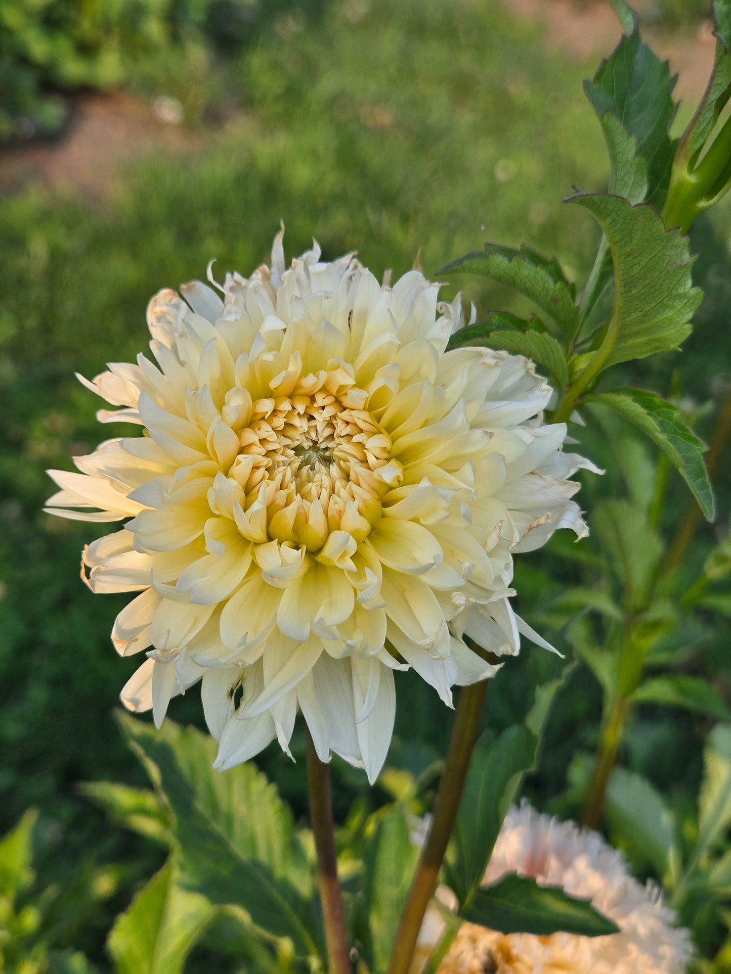 Tahoma Thimble