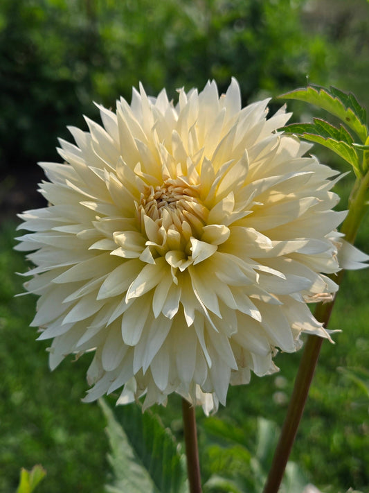 Tahoma Thimble