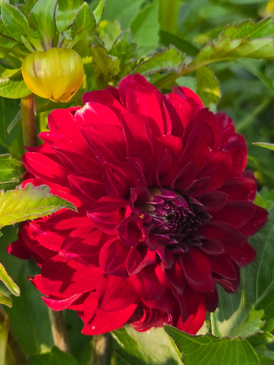 River's Ruby