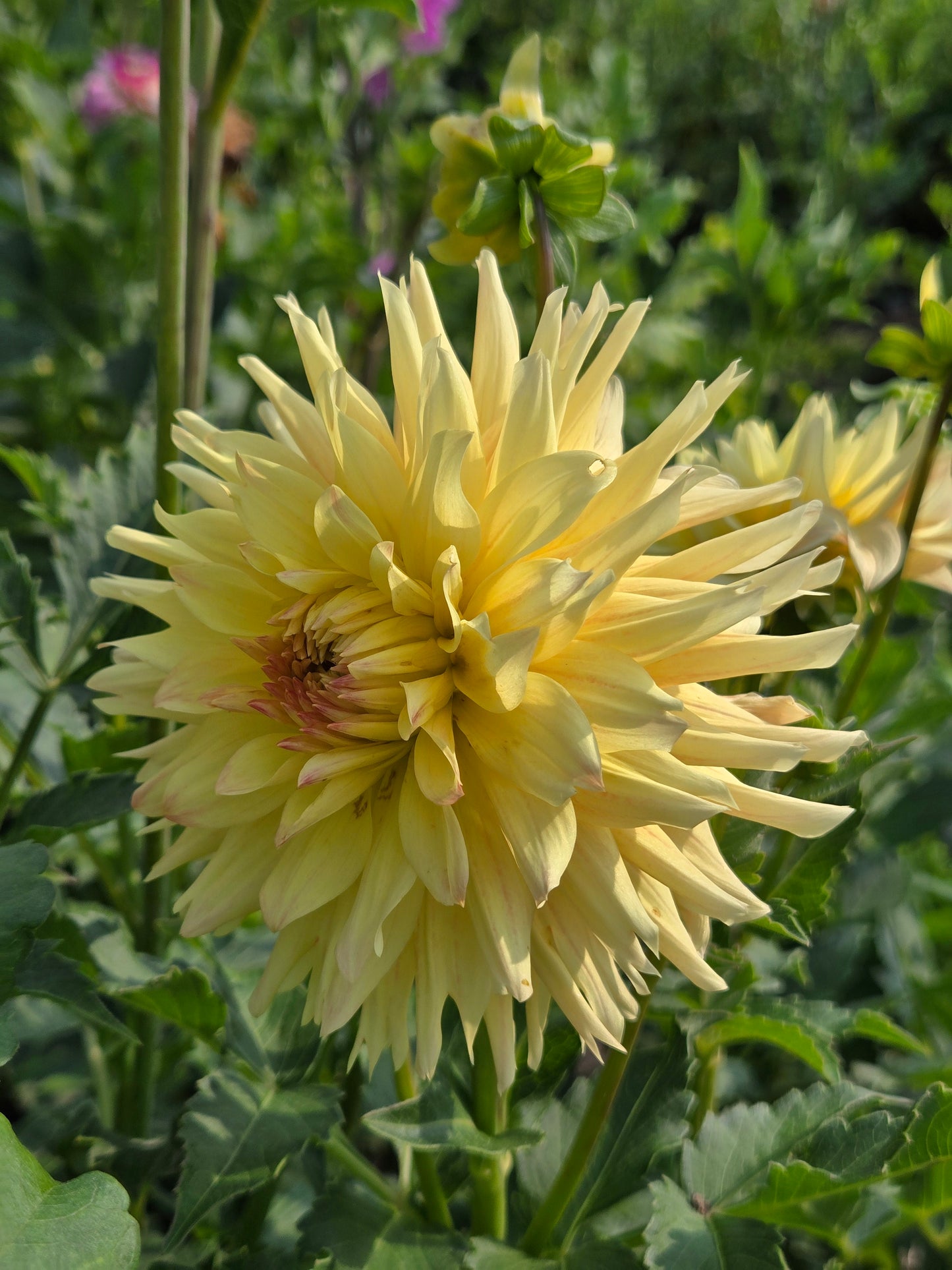 Meadows Sunshine