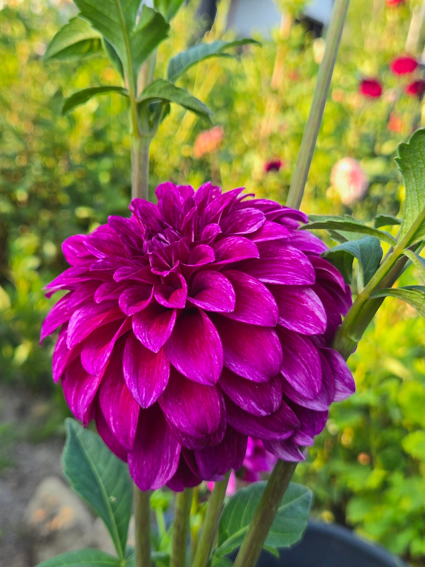 RM Berry Bliss