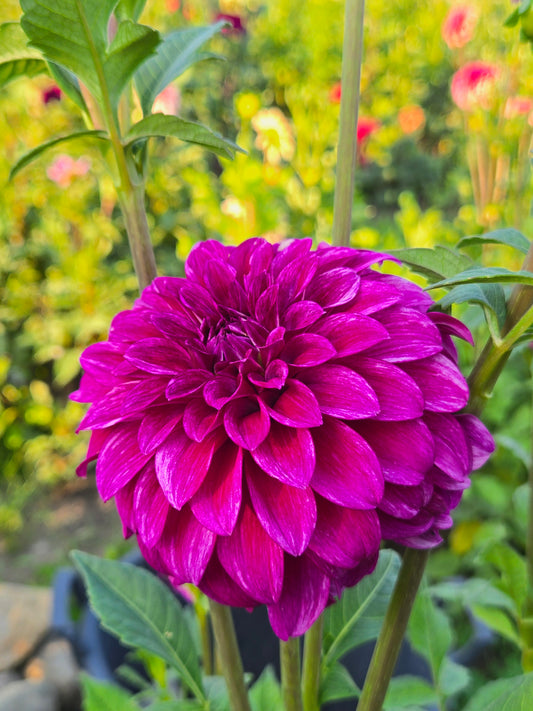RM Berry Bliss