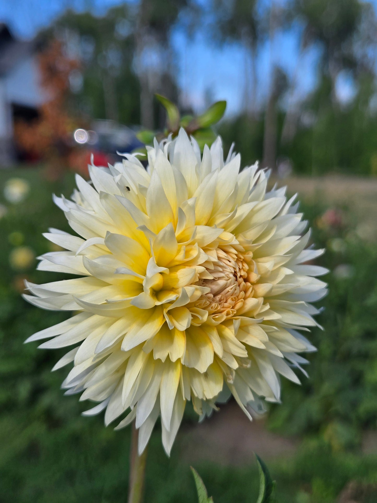 Tahoma Thimble