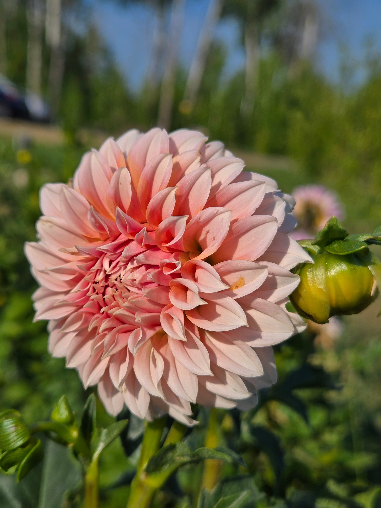 Bell's Otago - small
