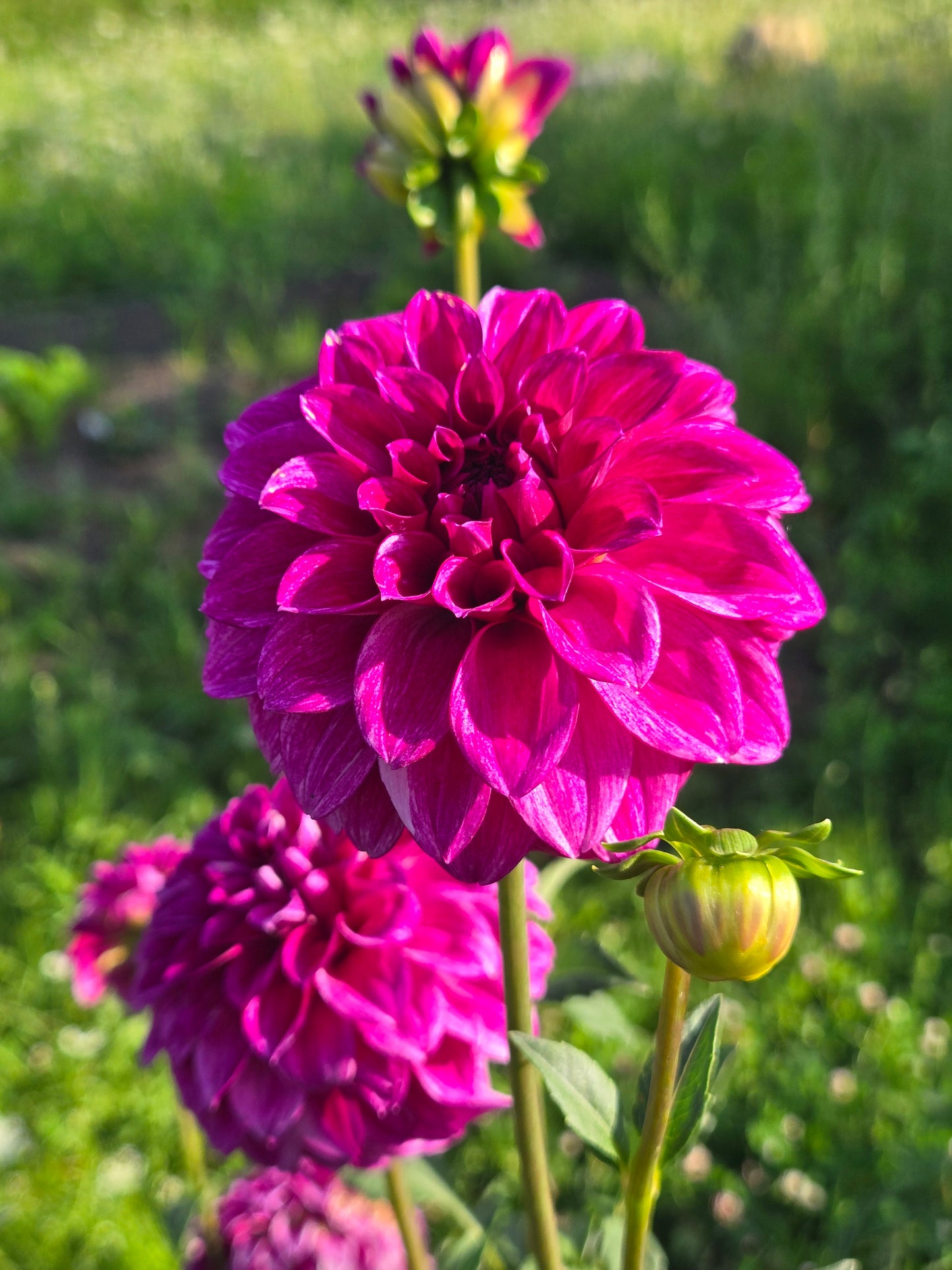 RM Berry Bliss