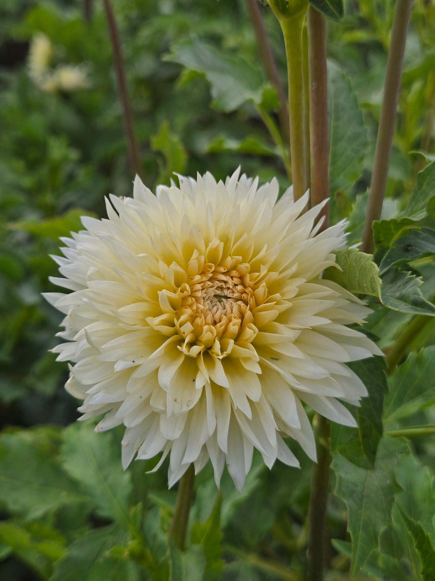 Tahoma Thimble