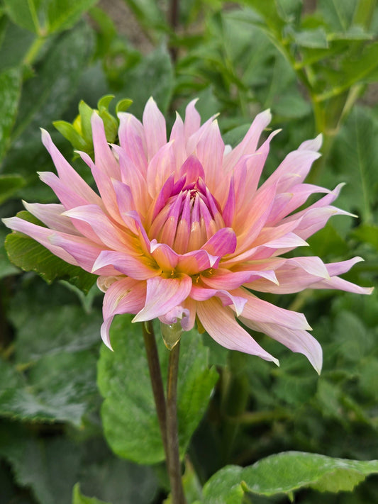 Wyn's Mauve Mist - wrinkled