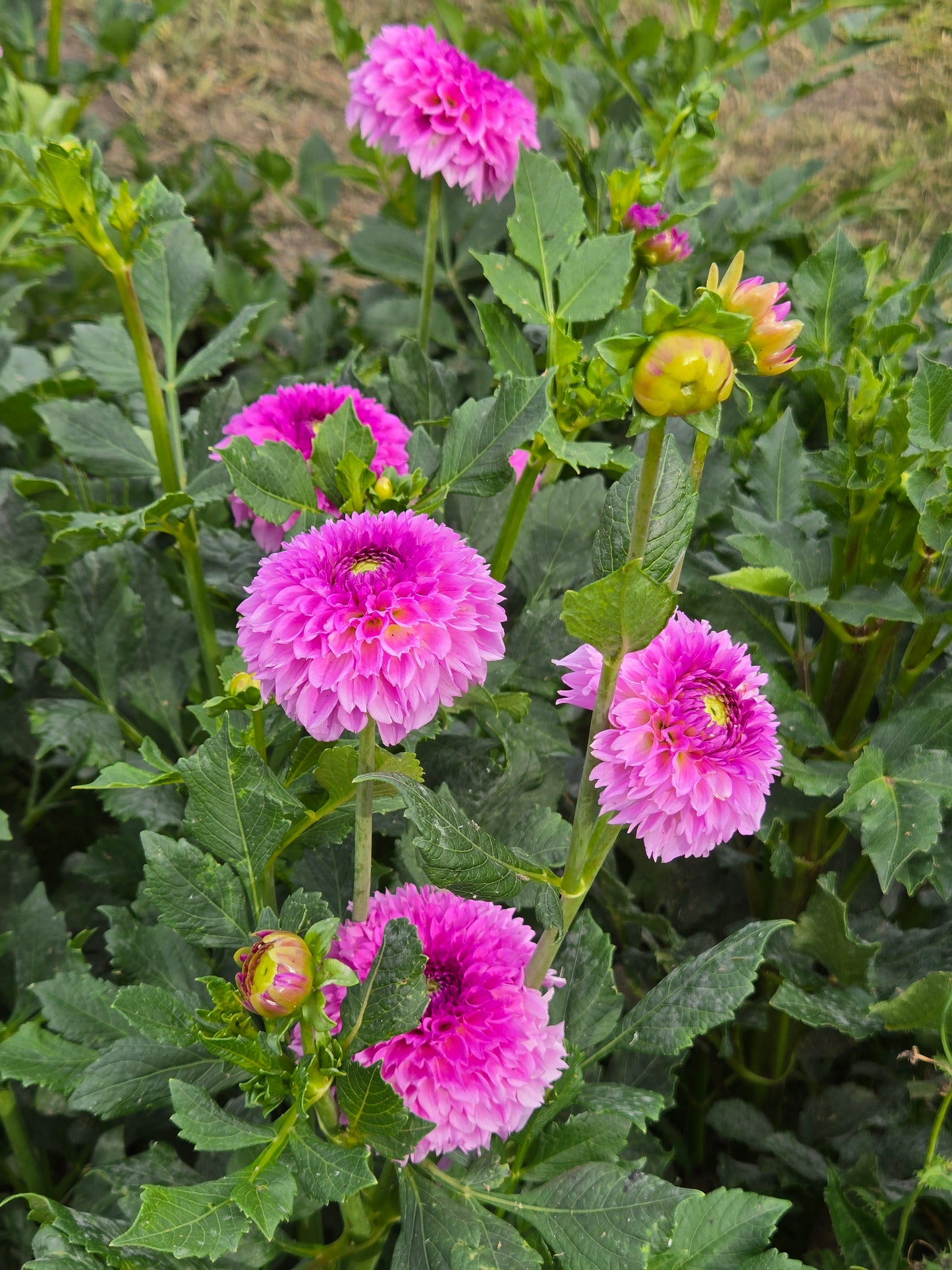 Ferncliff Pincushion