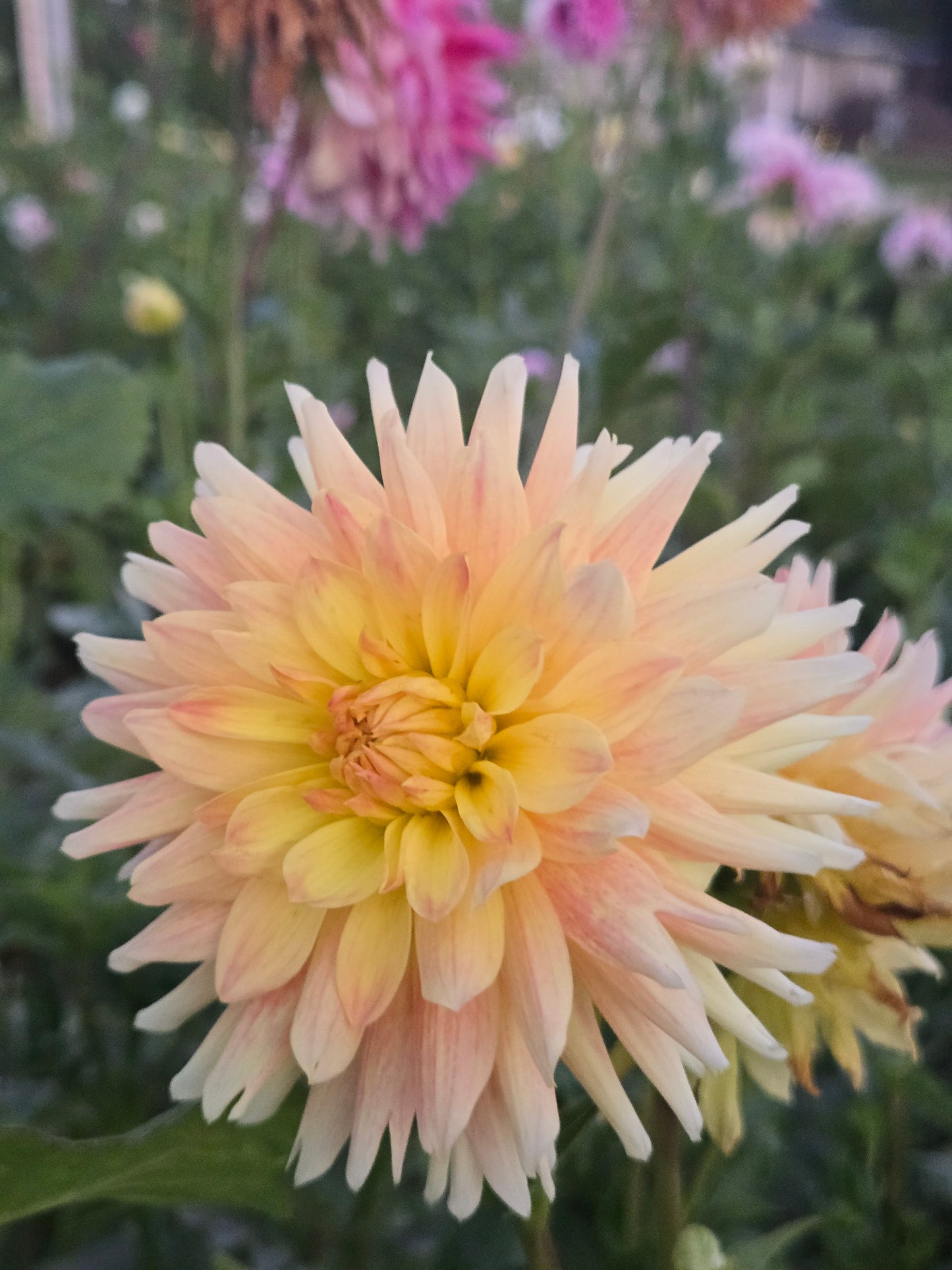 Meadows Sunshine