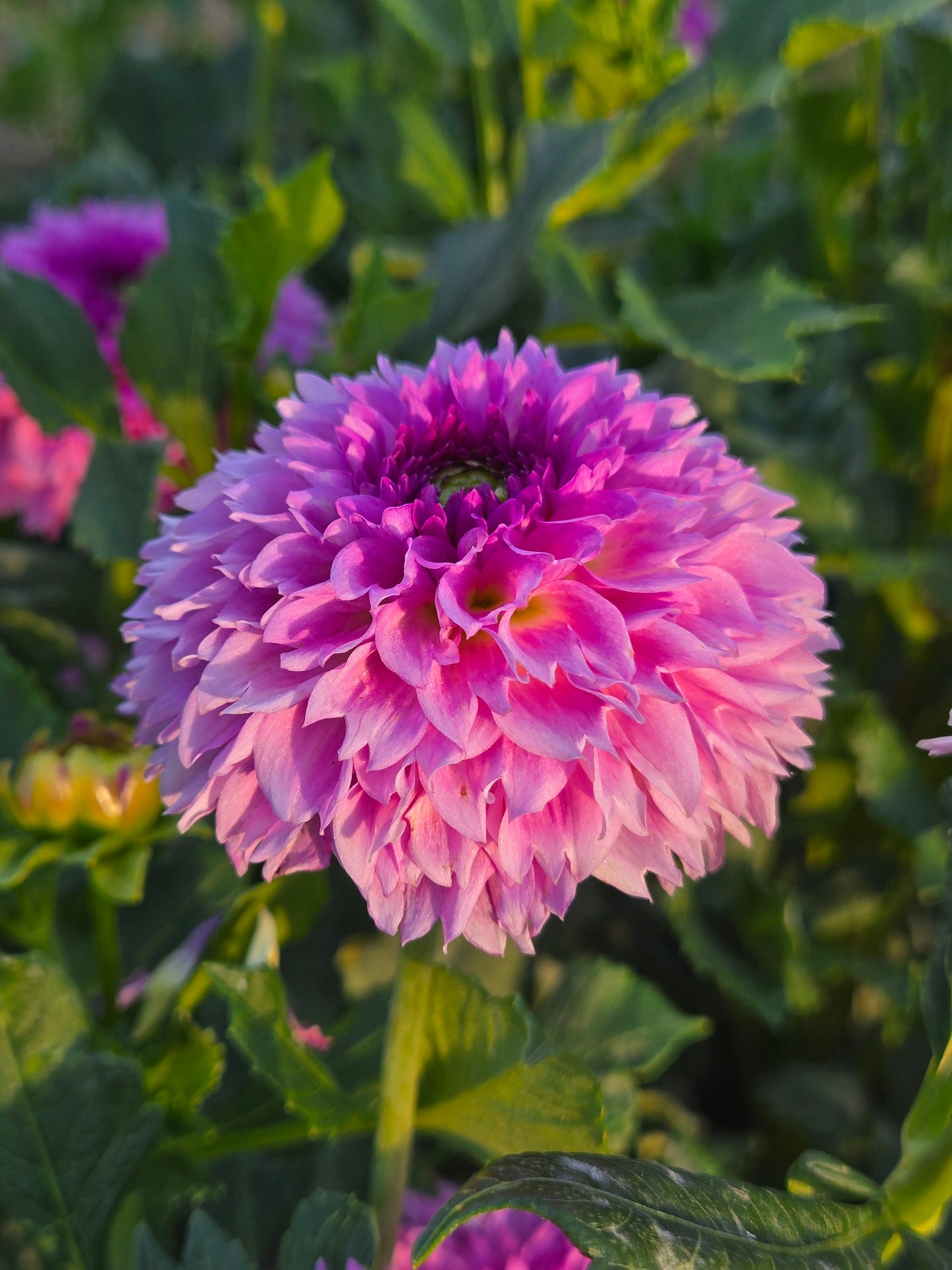 Ferncliff Pincushion